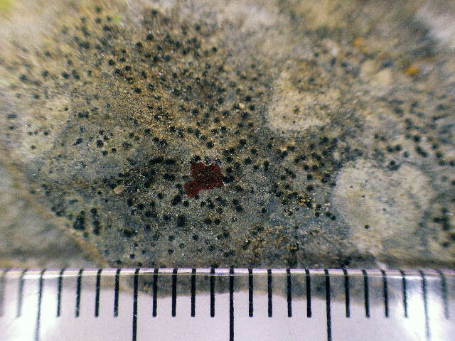 Image of Speck lichens and Wart lichens