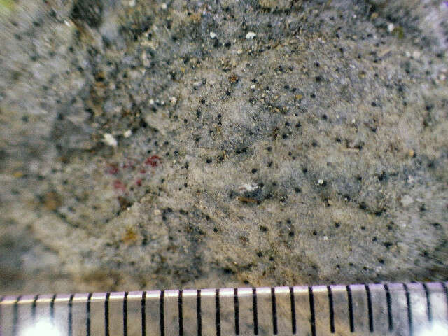 Image of Speck lichens and Wart lichens