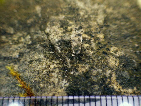 Image of thelidium lichen