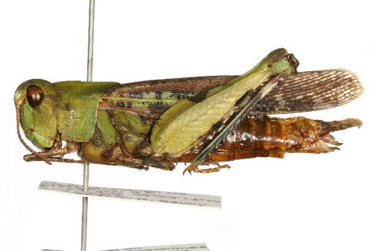 Image of grasshoppers and relatives