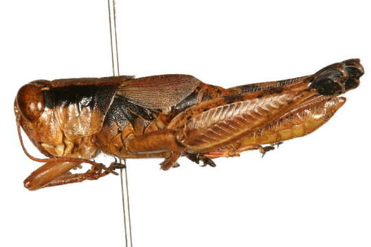 Слика од Melanoplus scudderi (Uhler 1864)