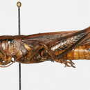 Image of Melanoplus tunicae Hebard 1920