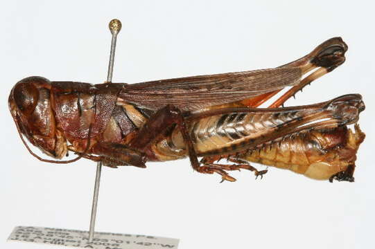 Image of grasshoppers and relatives