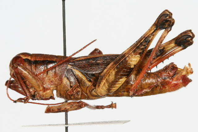 Melanoplus nigrescens (Scudder & S. H. 1877)的圖片