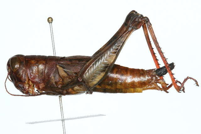 Melanoplus nigrescens (Scudder & S. H. 1877)的圖片