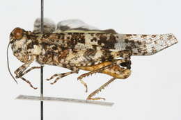 <i>Trimerotropis saxatilits</i> resmi