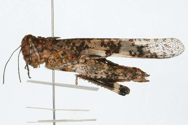 <i>Trimerotropis saxatilits</i> resmi