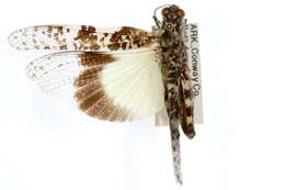 <i>Trimerotropis saxatilits</i> resmi