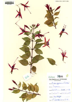 Image of fuchsia