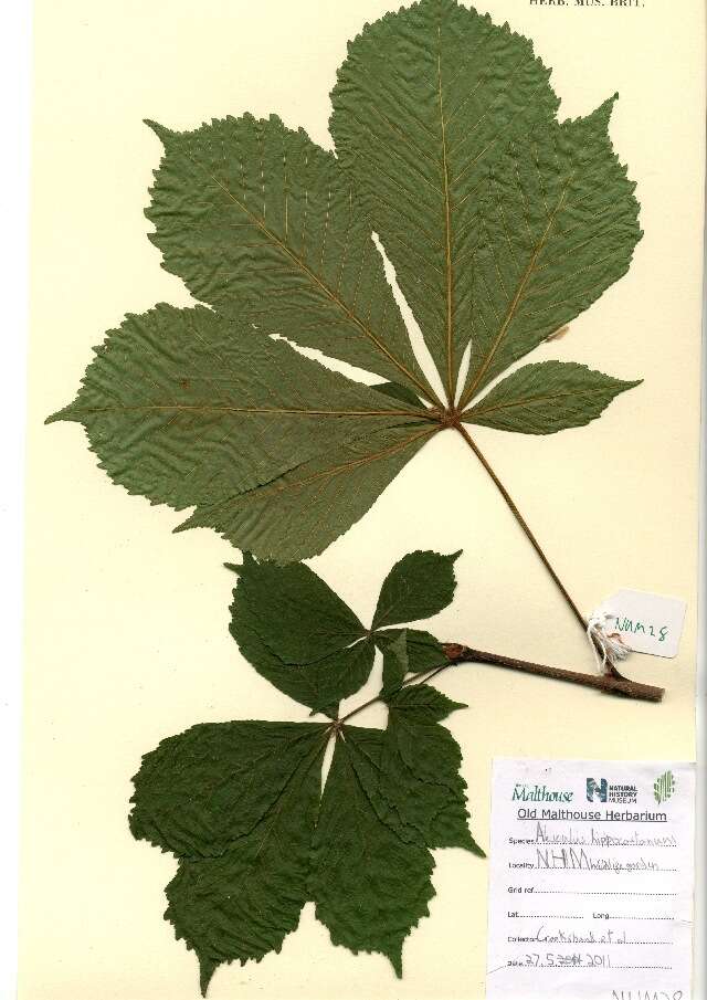 Image of Buckeyes & Horse-chestnuts