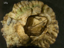 Image of Acorn barnacle