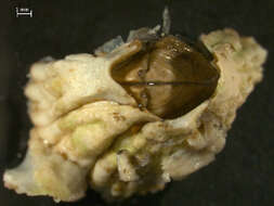 Image of Acorn barnacle