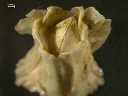 Image of Acorn barnacle