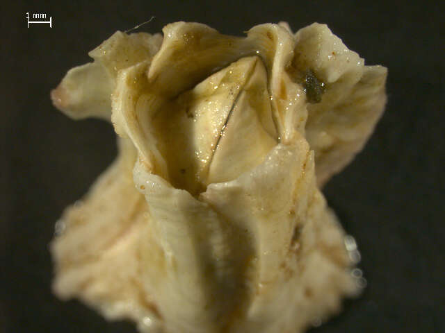 Image of Acorn barnacle