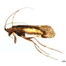Image of Limnephilus submonilifer Walker 1852