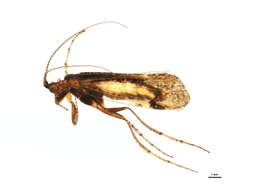 Image of Limnephilus submonilifer Walker 1852