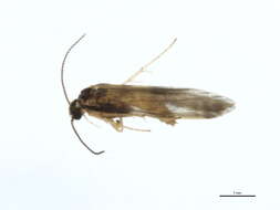 Image of microcaddisflies