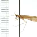 Image of Triaenodes tardus Milne 1934
