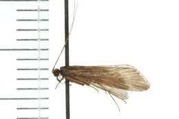 Image of Net-spinning caddisfly