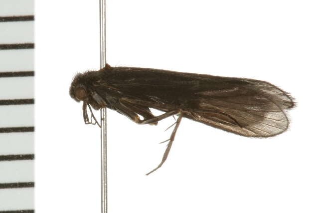 Sivun Chimarra (Chimarra) obscura (Walker 1852) kuva