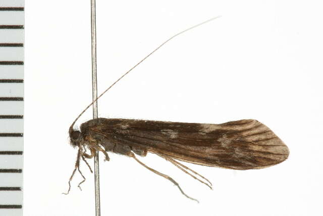 Image of Ceraclea (Ceraclea) resurgens (Walker 1852)