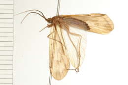 صورة Pycnopsyche limbata (McLachlan 1871)