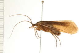 Image of Anabolia bimaculata (Walker 1852)