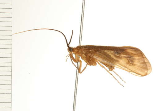 Pycnopsyche subfasciata (Say 1828) resmi