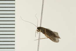 Image of Net-spinning caddisfly