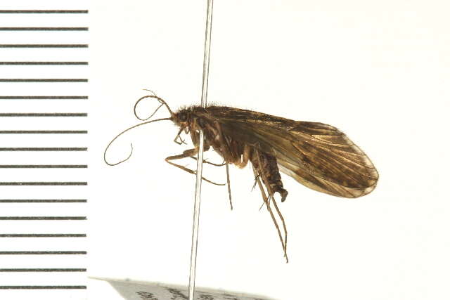 Image of Rhyacophiloidea