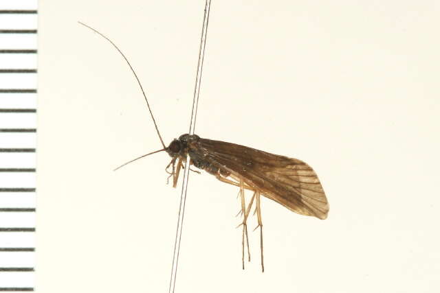 Image of Net-spinning caddisfly