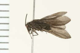 Image of Chimarra (Chimarra) obscura (Walker 1852)