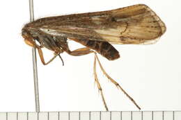 Image of Limnephilus submonilifer Walker 1852