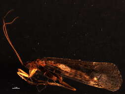 Image of Limnephilus submonilifer Walker 1852