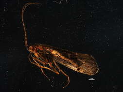 Image of Limnephilus submonilifer Walker 1852
