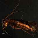 Image of Limnephilus submonilifer Walker 1852