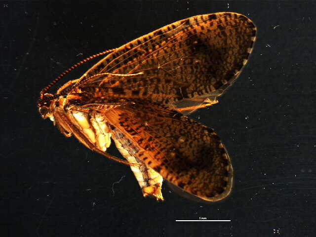 Image of Ptilostomis (Ptilostomis) ocellifera (Walker 1852)
