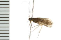 Image of Net-spinning caddisfly