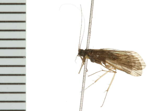 Image of Net-spinning caddisfly