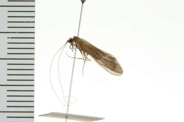 Image of Ceraclea (Ceraclea) resurgens (Walker 1852)