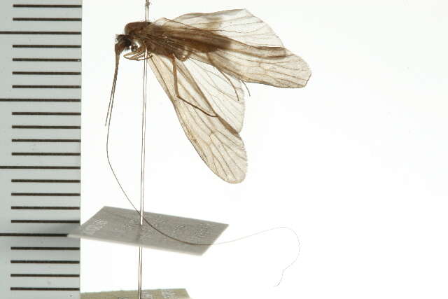 Image of Ceraclea (Ceraclea) resurgens (Walker 1852)