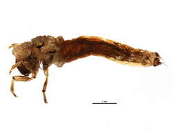 Image of Neophylax concinnus
