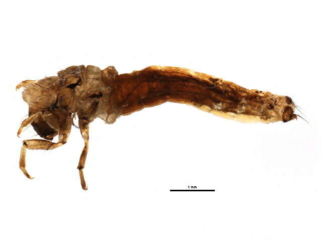 Image of Neophylax concinnus