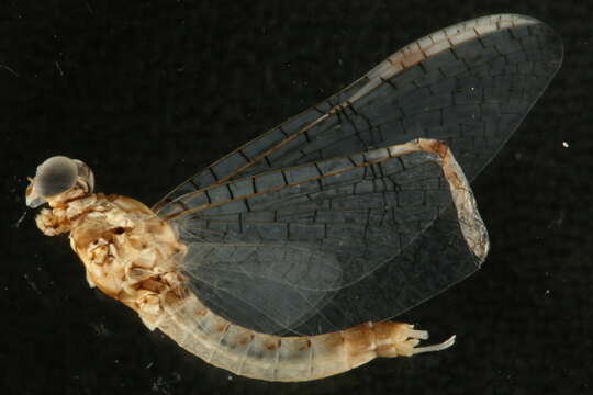 Image of flat-headed mayflies