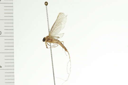 Image of Stenacron Mayfly