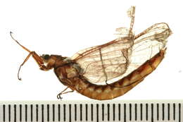 Image of Ephemeroidea