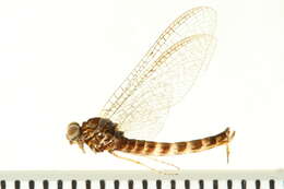 Image of mayflies