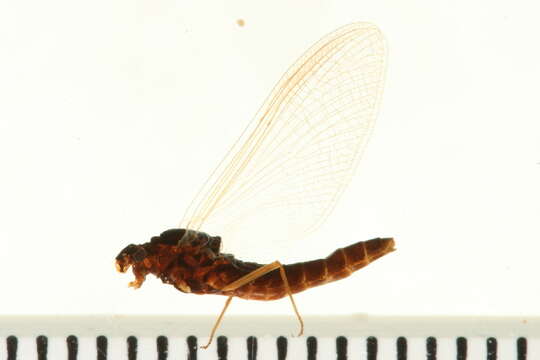 Leptophlebia nebulosa (Walker 1853) resmi