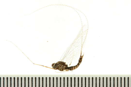 Image of Siphlonurus alternatus (Say 1824)