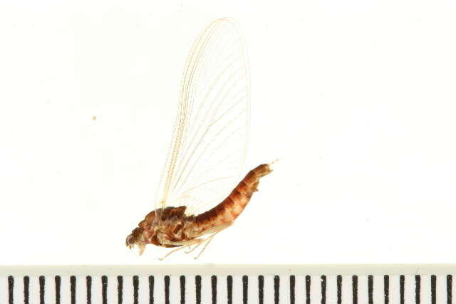 Image of Ephemerella aurivillii (Bengtsson 1909)